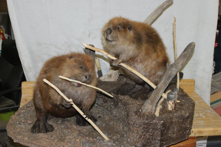 Two Beavers