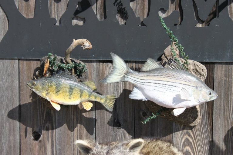Perch and White Bass
