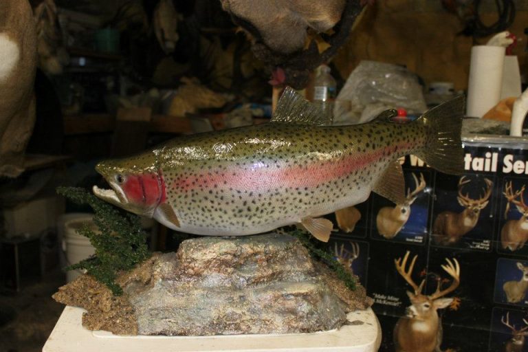 Rainbow Trout